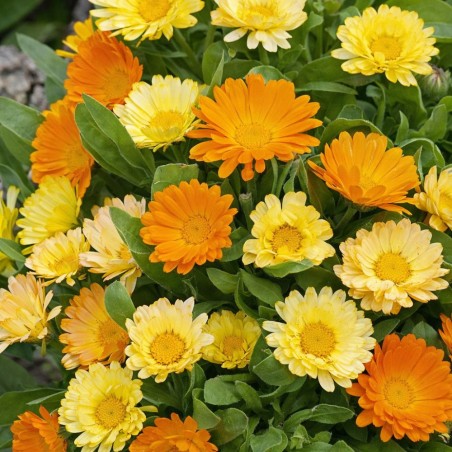 Pot Marigold Citrus Mixture - Seeds
