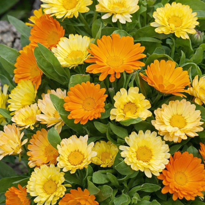 Pot Marigold Citrus Mixture - Seeds