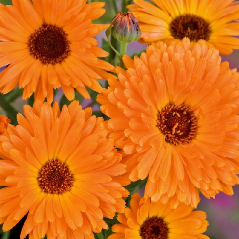 Pot Marigold Art Shades - Seeds