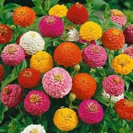 Zinnia elegans 'Mix' seeds