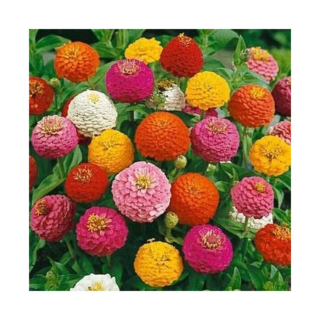 Zinnia elegans 'Lilliput variado'