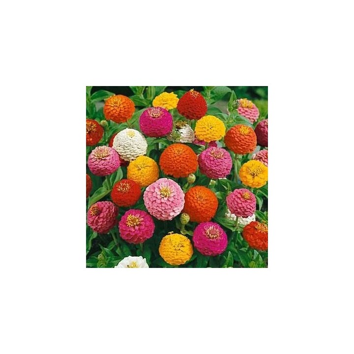 Zinnia elegans 'Mix' seeds