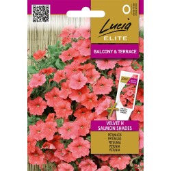 Petunia Velvet H Salmon Shades - Seeds