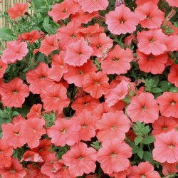 Petunia Velvet H Salmon Shades - Seeds