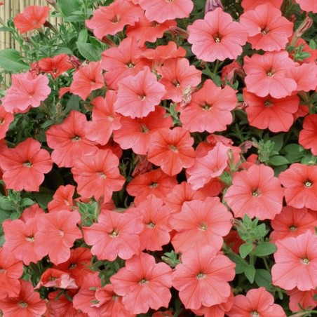 Petunia Velvet H Salmon Shades - Seeds