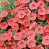 Petunia Velvet H Salmon Shades - Seeds