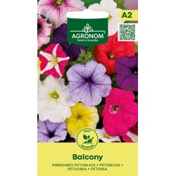 Petunia Balcony - Seeds