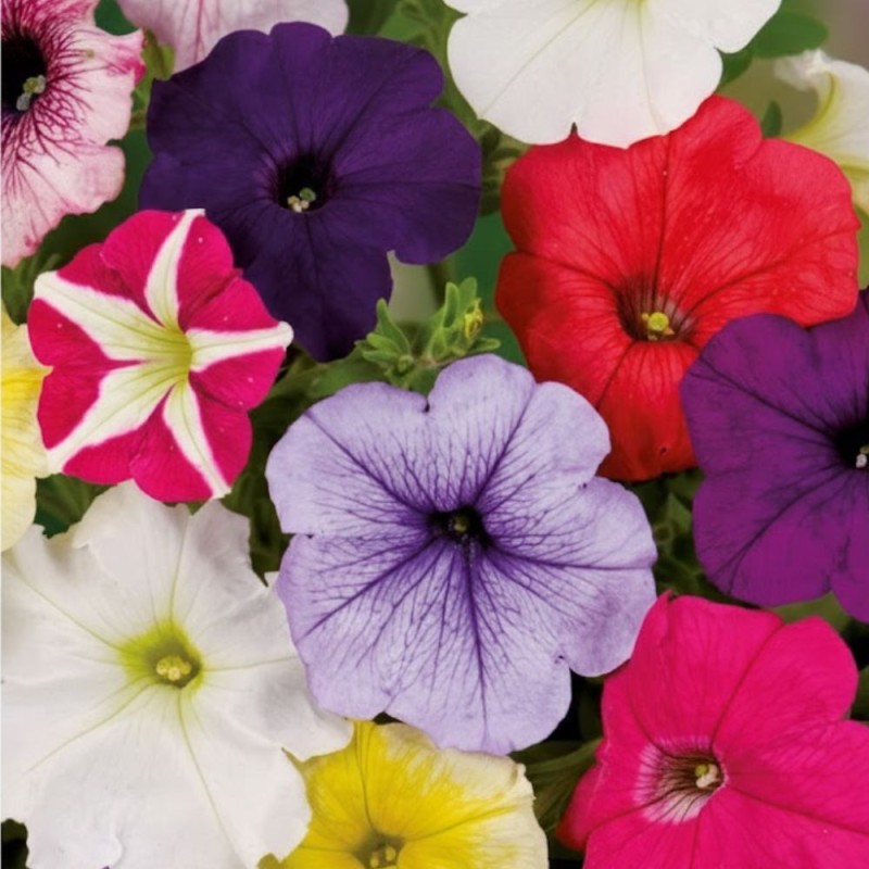 Petunia Balcony - Seeds