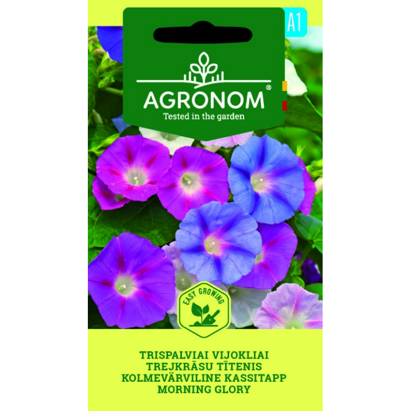 Morning Glory - Seeds