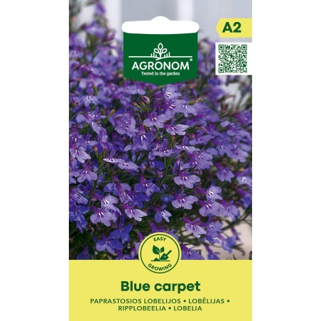 Lobelia Blue Carpet - Seeds