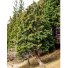 Hinoki Cypress - 50 seeds