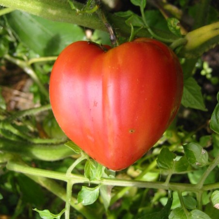 Tomato Oxheart (Cuore di bue) - Seeds