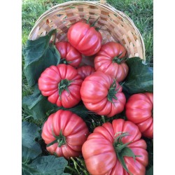 Tomato Cassarosa H - Seeds