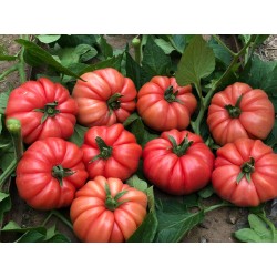 Tomato Cassarosa H - Seeds