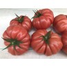 Tomato Cassarosa H - Seeds