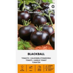 Tomato Blackball - Seeds