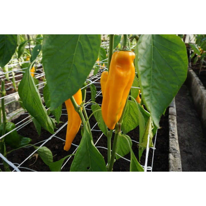 Pepper Sweet Astor H - Seeds