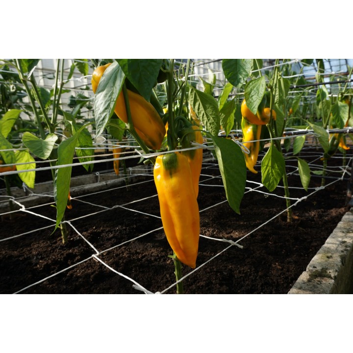 Pepper Sweet Astor H - Seeds