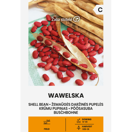Bean Shell Wawelska - Seeds