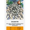 Bean Shell Dalmatin - Seeds