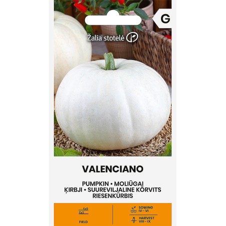 Pumpkin Valenciano - Seeds