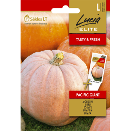 Pumpkin Pacific Giant - Seeds