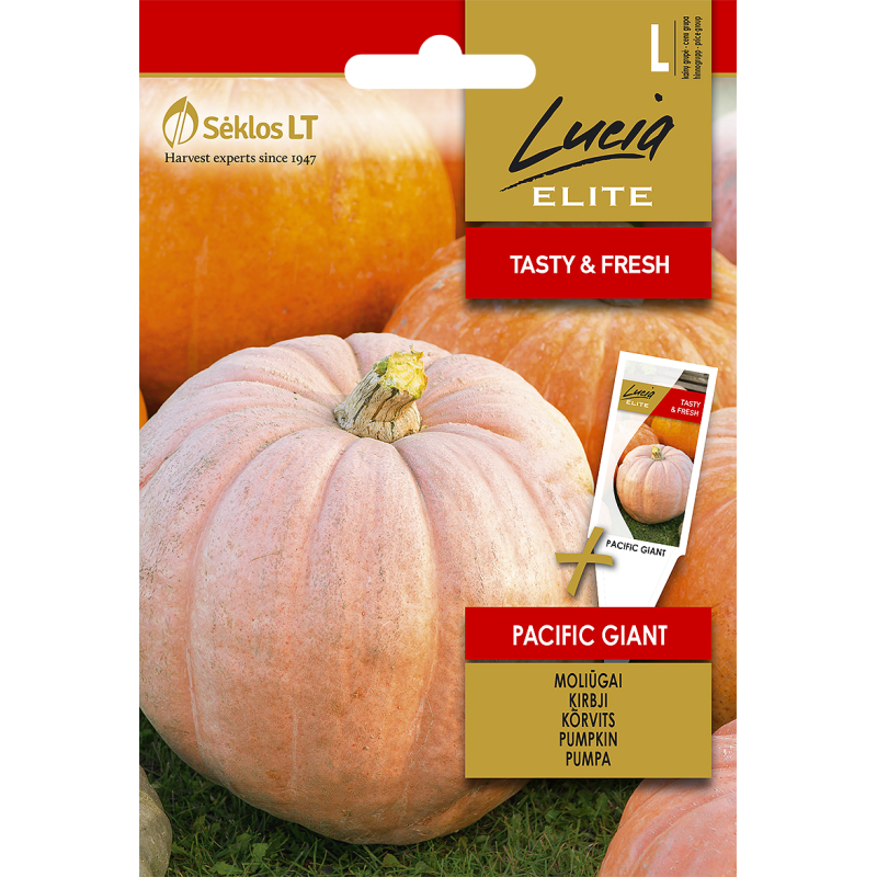 Pumpkin Pacific Giant - Seeds