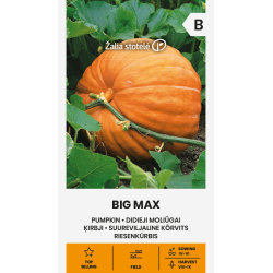 Pumpkin Big Max - Seeds