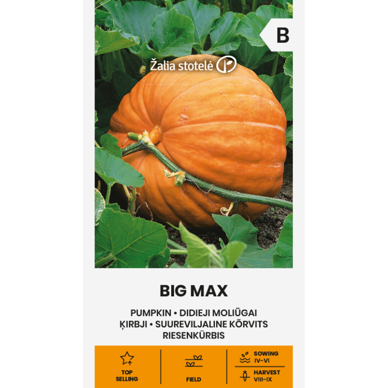 Pumpkin Big Max - Seeds