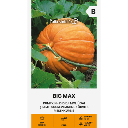 Pumpkin Big Max - Seeds