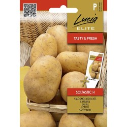 Potato Soltastic H - Seeds