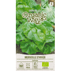 Lettuce Merveille d'Hiver -...