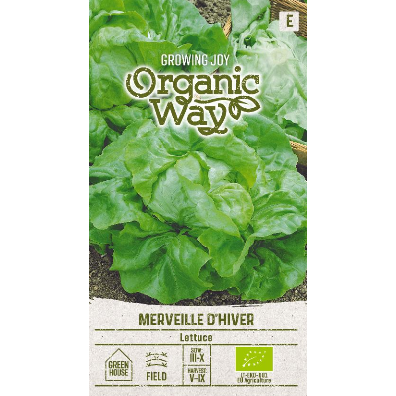 Lettuce Merveille d'Hiver - Seeds