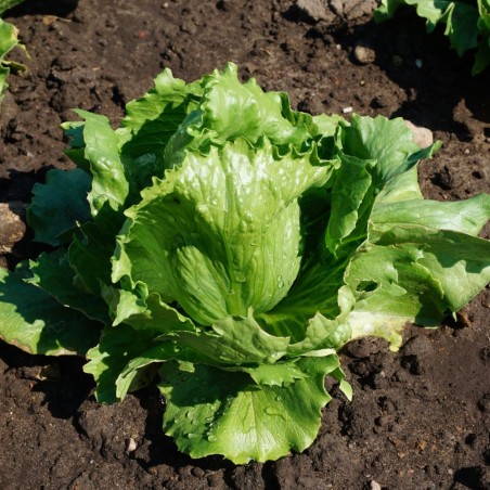 Lettuce Larsen - Seeds