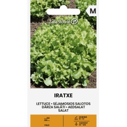Lettuce Iratxe - Seeds