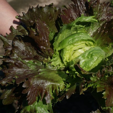 Lettuce Derel - Seeds