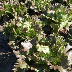 Lettuce Derel - Seeds