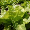 Lettuce Appia - Seeds
