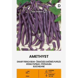 Bean Dwarf French Amethyst - Seeds