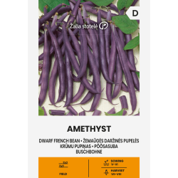 Bean Dwarf French Amethyst - Seeds