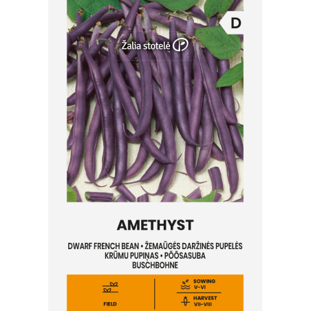 Bean Dwarf French Amethyst - Seeds