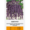 Bean Dwarf French Amethyst - Seeds