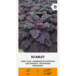Kale Curly Scarlet - Seeds