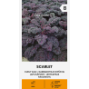 Kale Curly Scarlet - Seeds