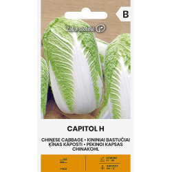 Cabbage Chinese Capitol H - Seeds