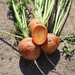 Carrot Rondo - Seeds