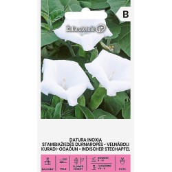 Datura inoxia - Seeds