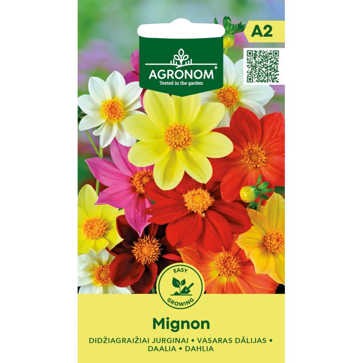 Dahlia Mignon - Seeds