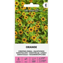 Creeping Zinnia Orange - Seeds