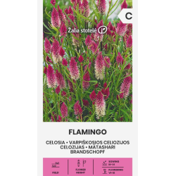 Celosia Flamingo - Seeds